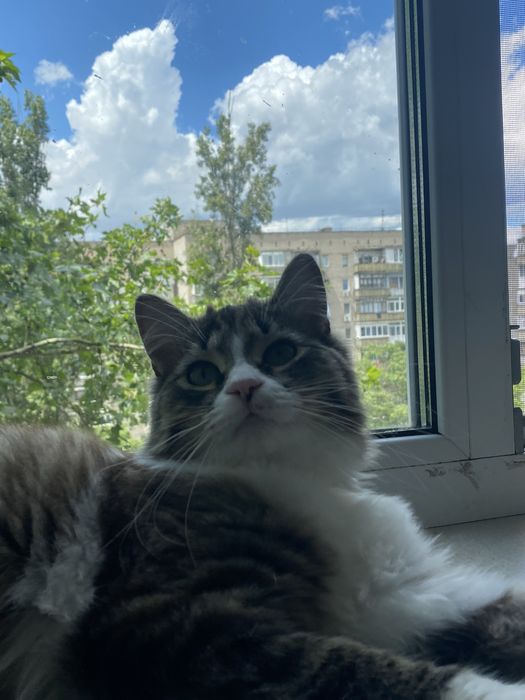 Віддам кота у добрі руки