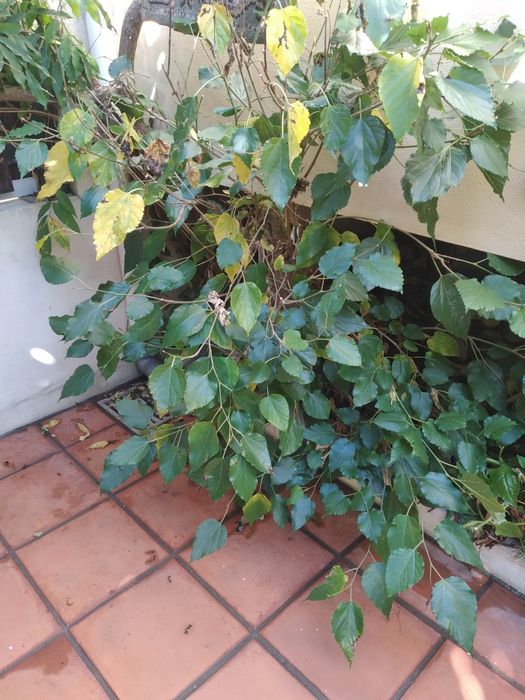 amoreira a dar fruto