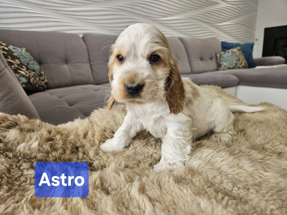 Piesek Cocker Spaniel Angielski