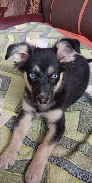 Собачка маленькой породы