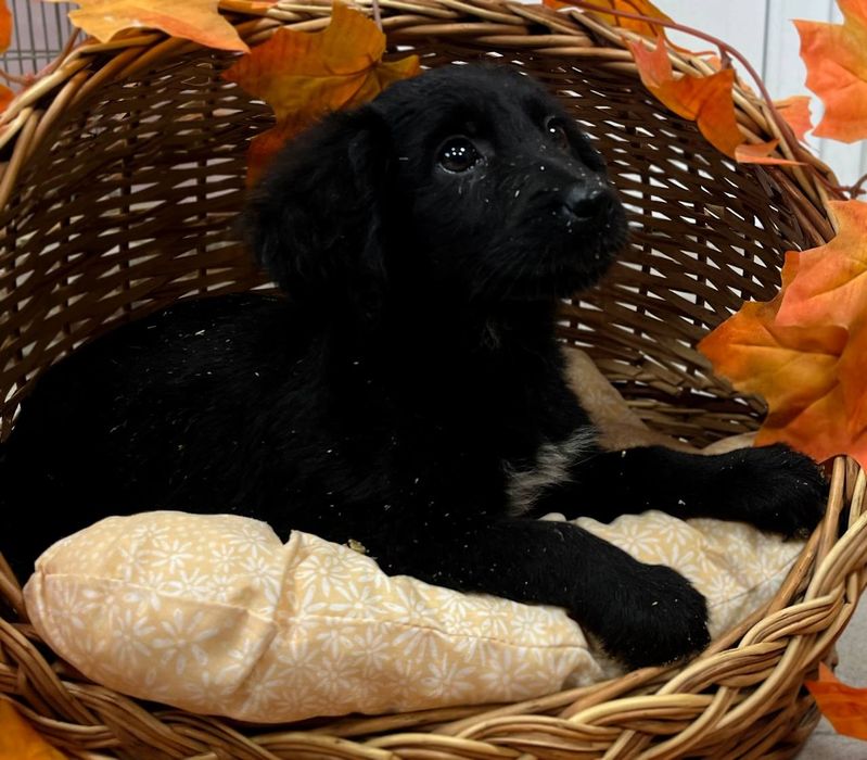 Цуценята з маленьких в добрі руки