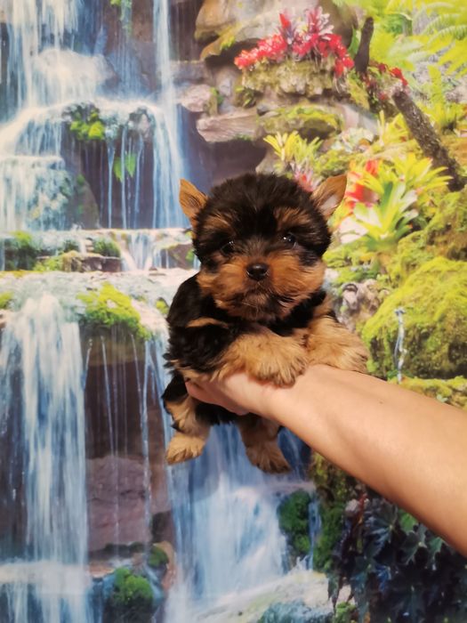York Yorkshire terrier suczka z rodowodem