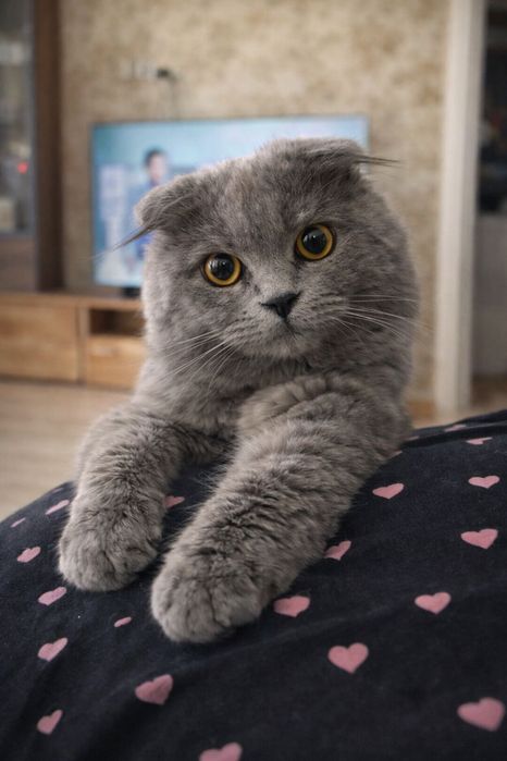 Вʼязка. Шотландський висловухий котик Сулейман (Scottish Fold)