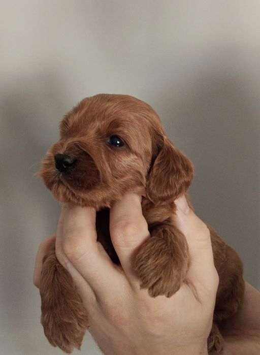 Cockapoo Piesek F1