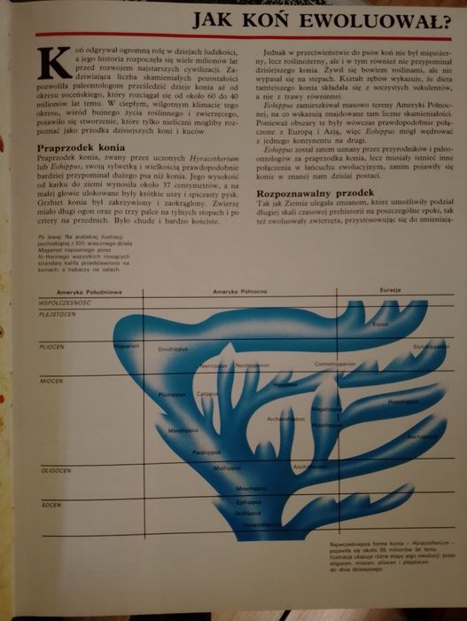 Wszystko o Koniu Peter Roberts