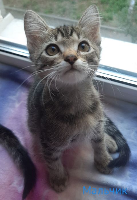 Котята ищут дом, бесплатно.
