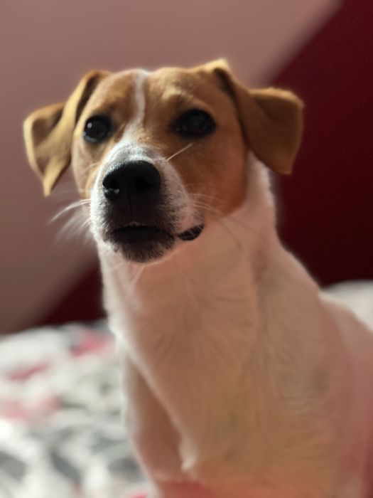 Елегантний кавалер Jack Russell  Скіф запрошує на побачення»