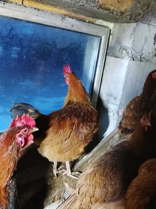 Sprzedam młode koguty