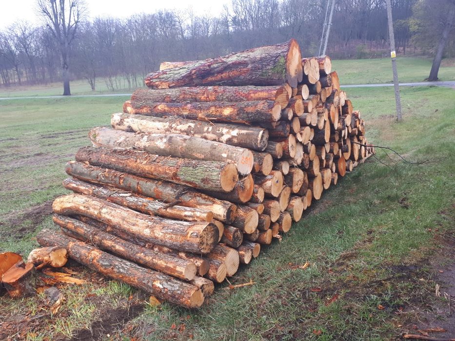 Suche Drewno sosna dąb brzoza buk grab .