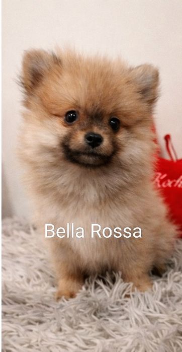 Szpic miniaturowy suczki XS