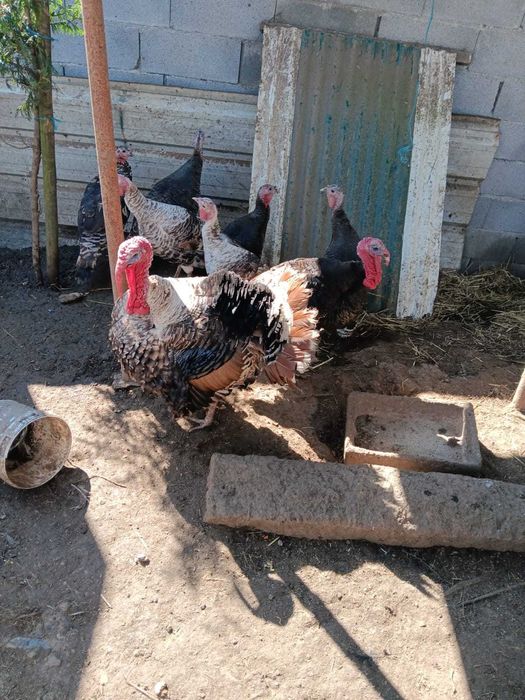 2 fêmeas e um macho de perus adultos