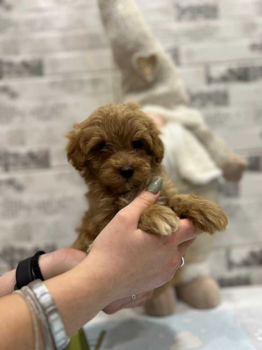 Породистий хлопчик мальтіпу ф1