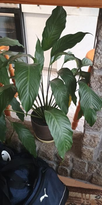 Kwiat doniczkowy domowy