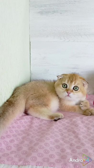 Найніжніший висловухий котик золота шиншила