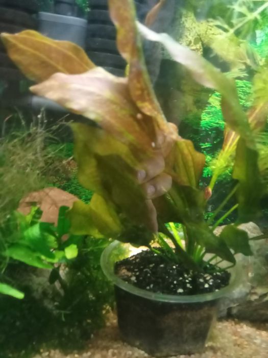 Roślin akwariowe - Echinodorus /Zabienice/  - Promocja