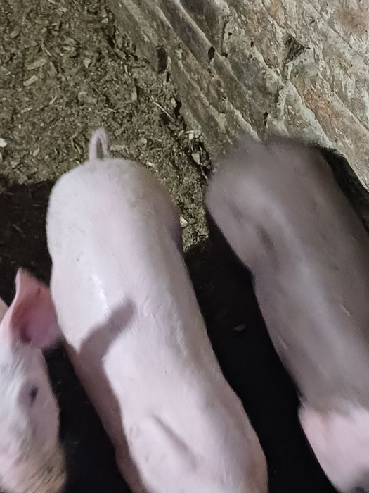 Продам малих поросят