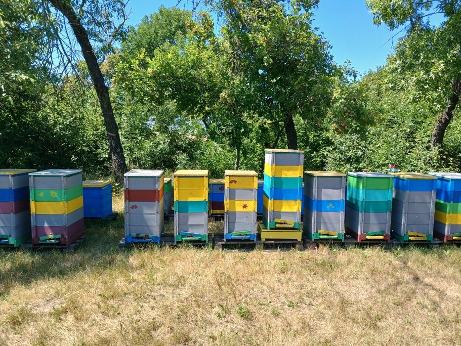 Продам пасіку 70 бджолосімей