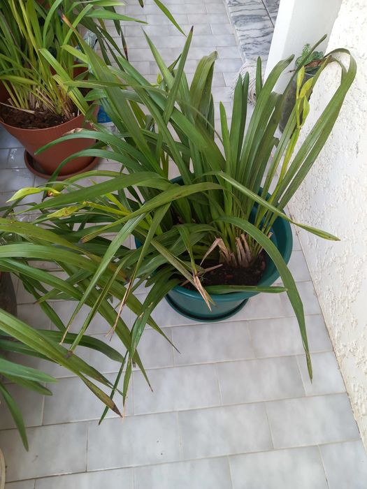 Vasos de Orquideas Amarelas Novas
