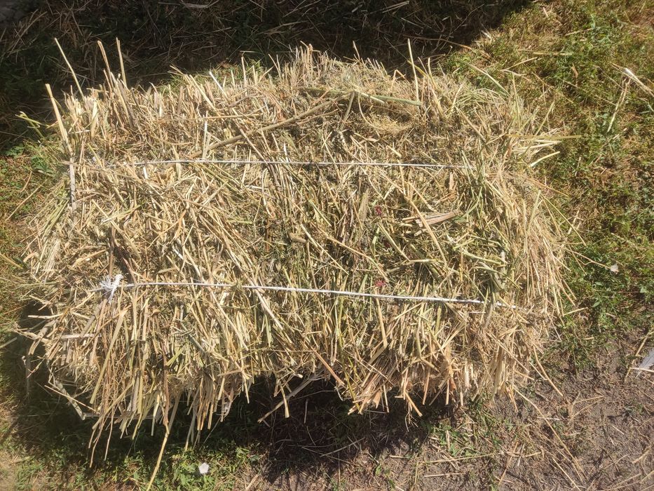Продам сіно в тюках люцерна