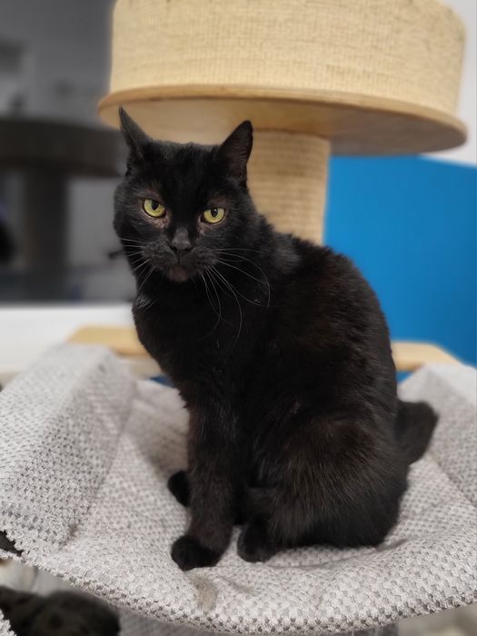 Piękna kotka Nyxia szuka domu