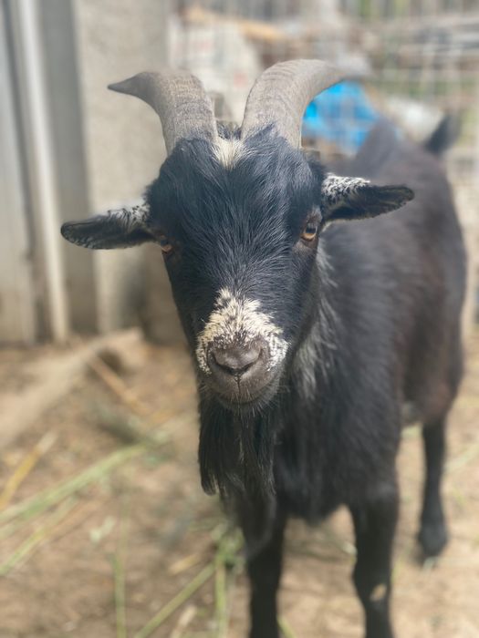 Cabrito anão macho para venda