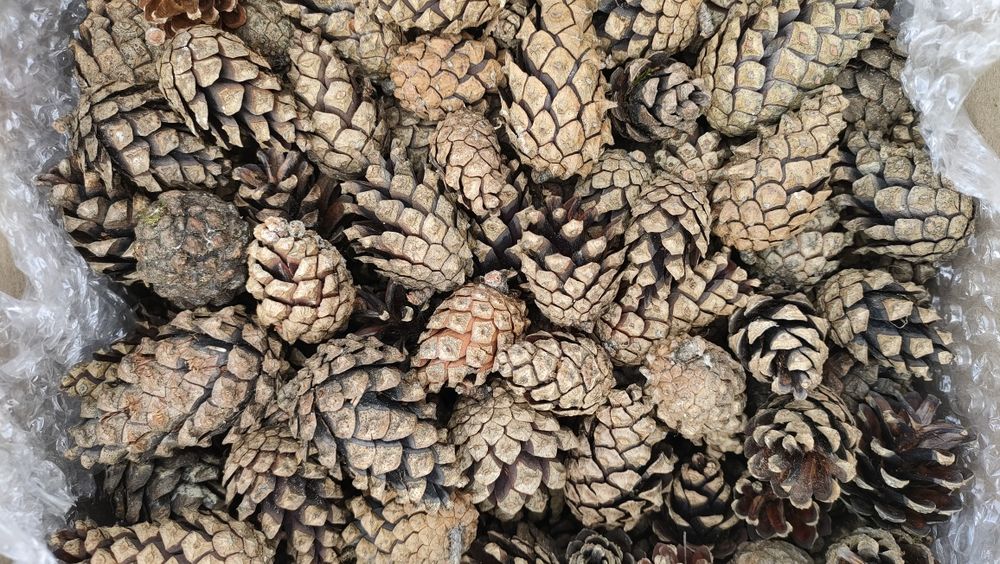 Naturalne szyszki mix box