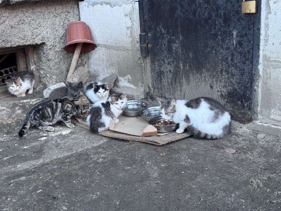 Котики шукають родину
