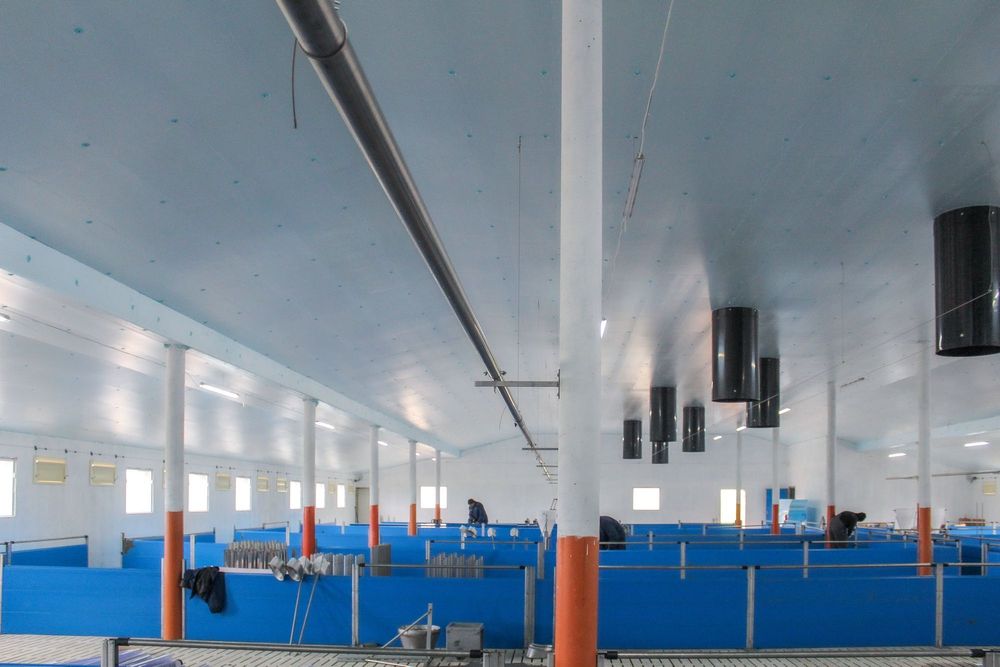 Ocieplenie Termoizolacja Płyta Styrodur XPS AGRO Niebieska na Chlewnie