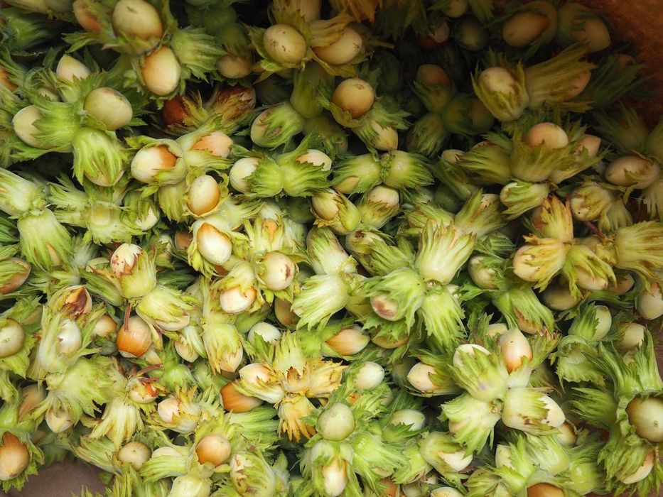 orzechy laskowe tegoroczne zielone 10 kg