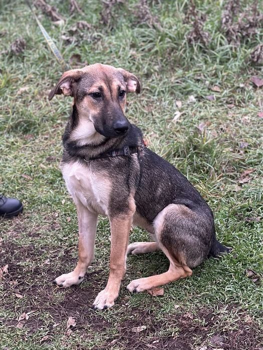 Собака Мия 1 год