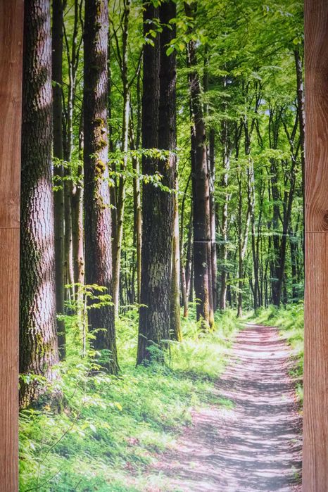 NAKLEJKA Las, Fototapeta Las, Tapeta Laminowana, Fotoroleta Las