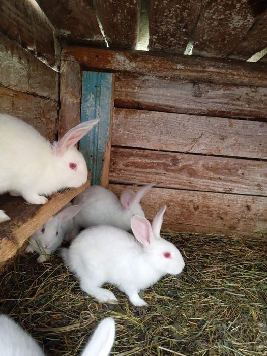 Продам чистокровні кролі Термони, Строкачі та Шиншили