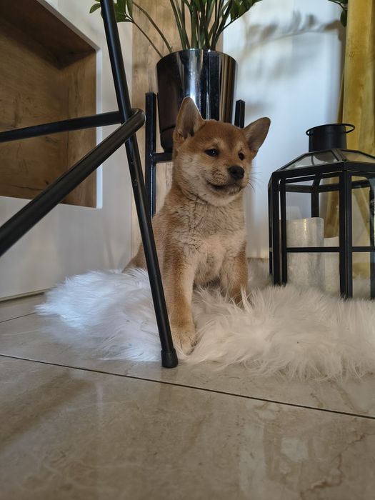 Shiba Inu piesek