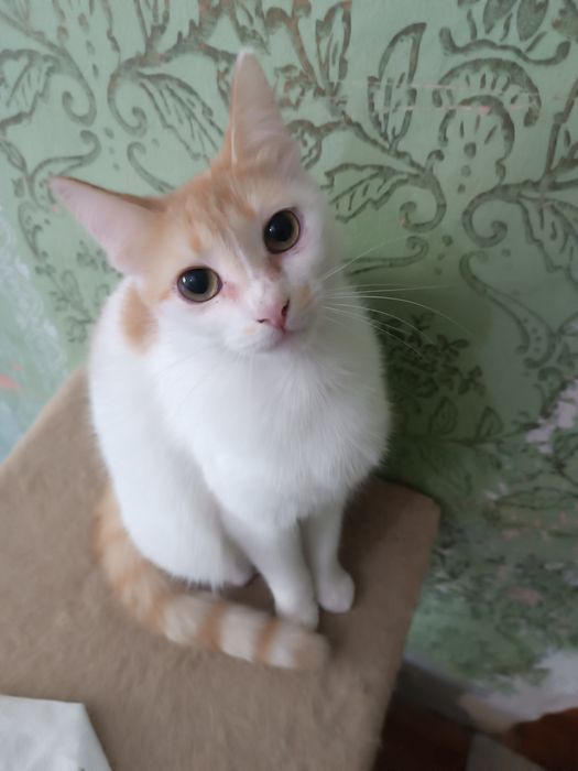 Котики евакуація Покровськ хлопчик,2 дівчинки