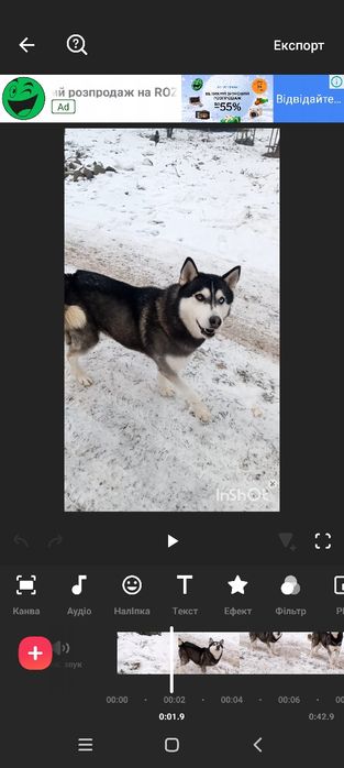 Сібірська Хаскі .