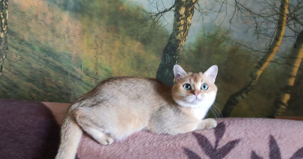 Золотой красунчик.