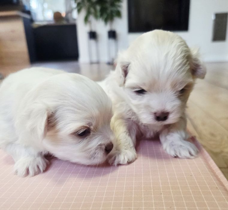 Maltańczyk suczka rodowodowa na Wielkanoc