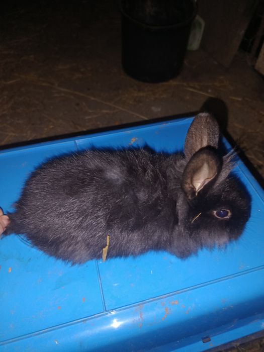 Króliki młode srokacze