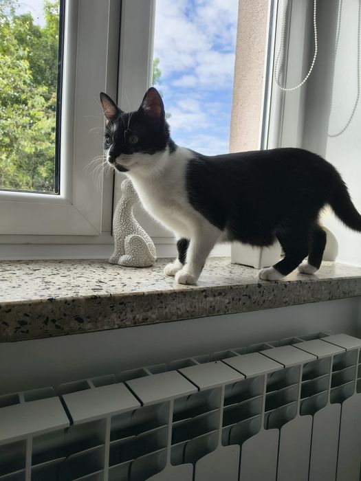 Diva – podaruj jej dom, na który tak długo czeka