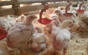 Бройлери,курчата,гуси,качки,індики,кури