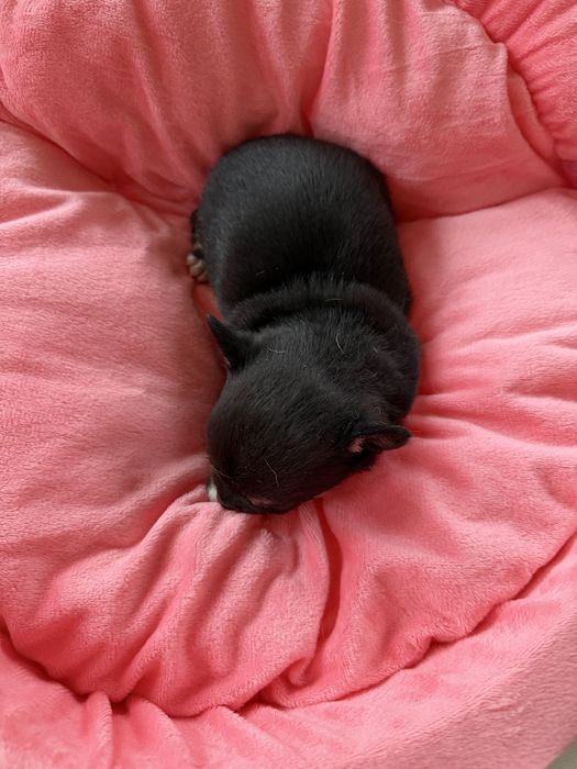 Chihuahua dziewczynka xxs