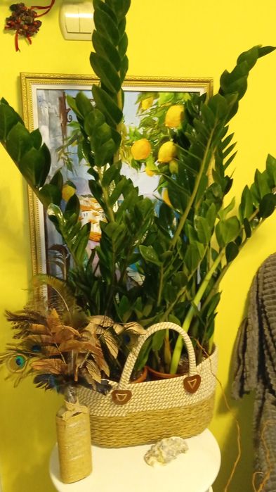 Заміокулькас 17 об'єм горщика 87 см сама рослина  садово кімнатна росл