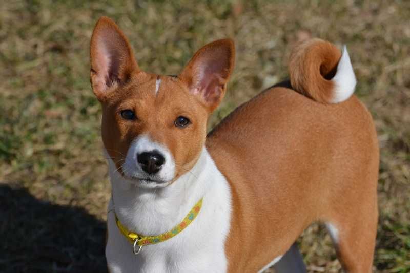 Basenji - suczka - Z Klanu Łobuzów FCI