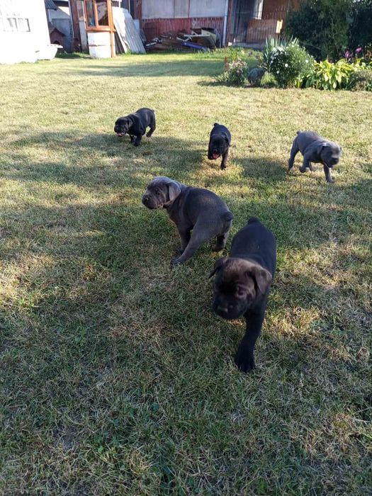 Цуценята Кане корсо