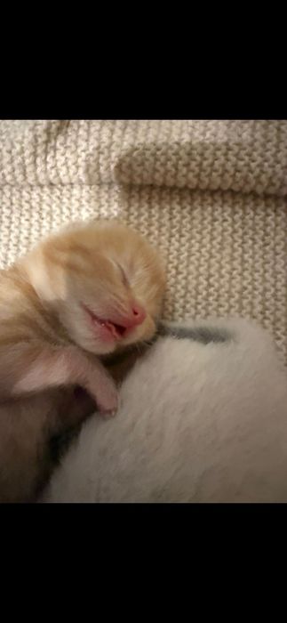 Garfield- gatinho bebé para adoção responsável