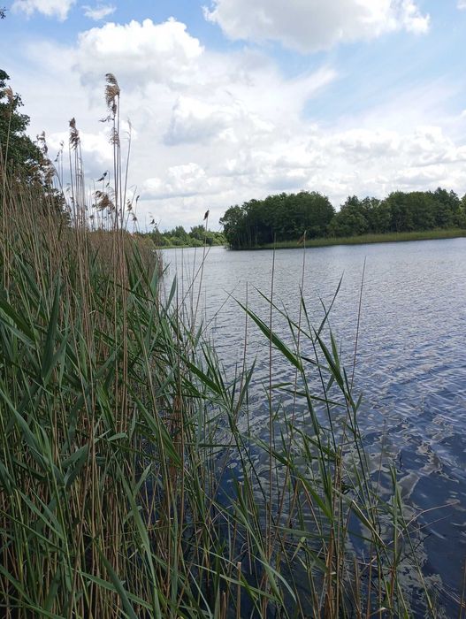 Działka z linią brzegową jeziora Długie 51 ar - Widok 5