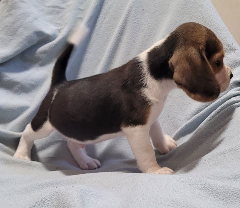 Beagle macho bebé