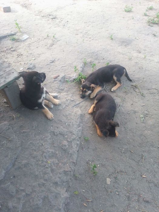 Віддам цуценят безкоштовно