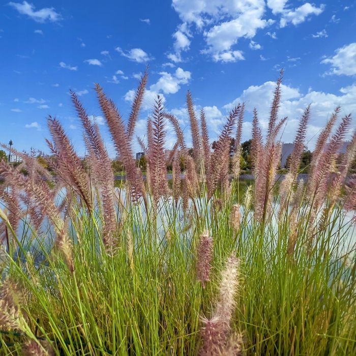 Rozplenica japońska 'Moudry' (Pennisetum alopecuroides) Doniczka 2.0L