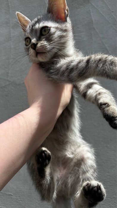 Котик красивого окрасу